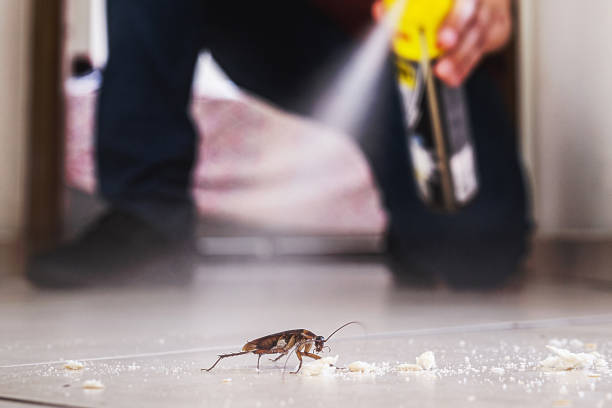 Trusted Paden City, WV Pest Control Experts